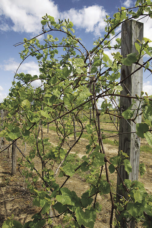 Vineyard